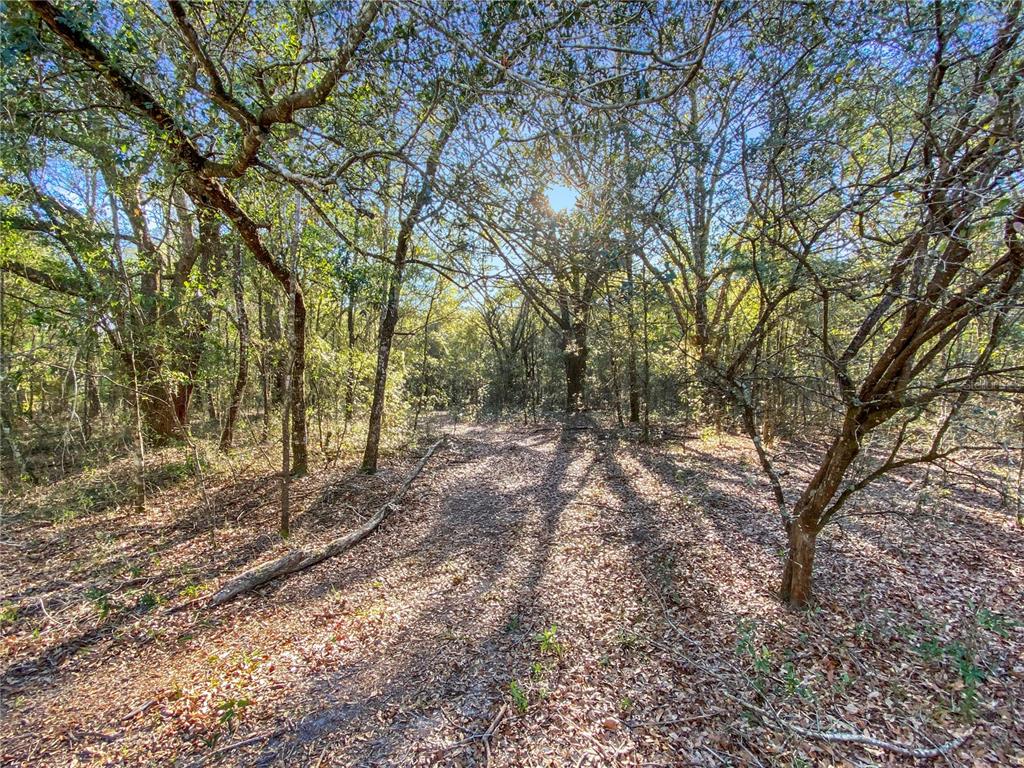 Southwest Buffalo Court Fort White, FL 32038 - Photo 3 of 11 a view of outdoor space and yard