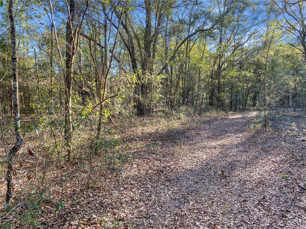 Southwest Buffalo Court Fort White, FL 32038 - Photo 4 of 11 a view of a yard with large trees