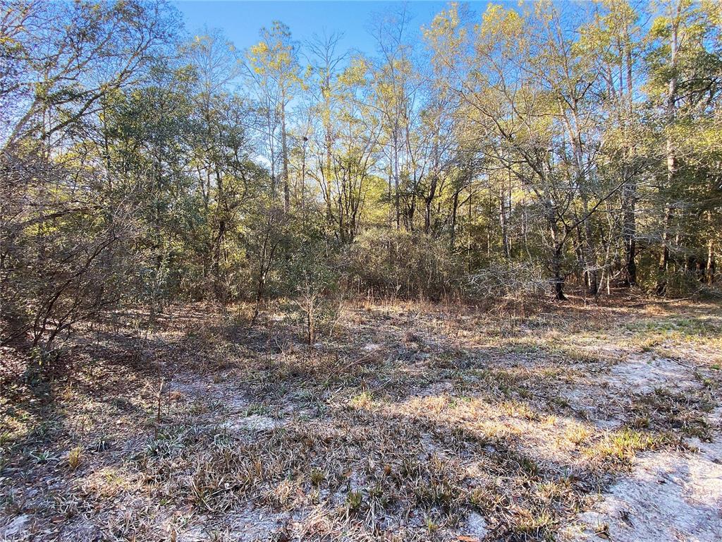 Southwest Buffalo Court Fort White, FL 32038 - Photo 6 of 11 a view of a forest with trees