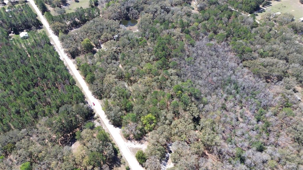 Southwest Buffalo Court Fort White, FL 32038 - Photo 7 of 11 a view of a forest with trees all around