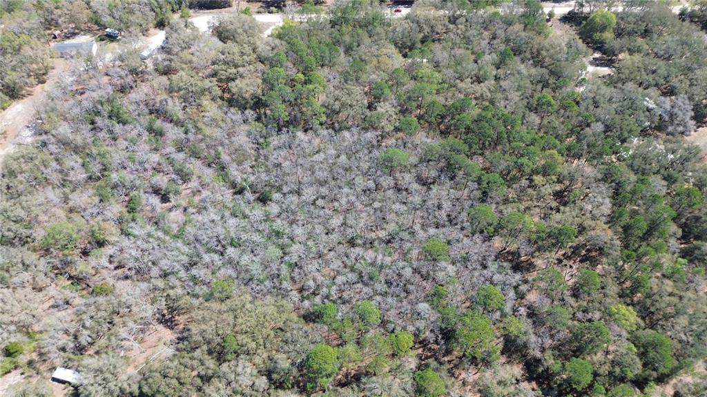 Southwest Buffalo Court Fort White, FL 32038 - Photo 8 of 11 a view of a dry yard with green space