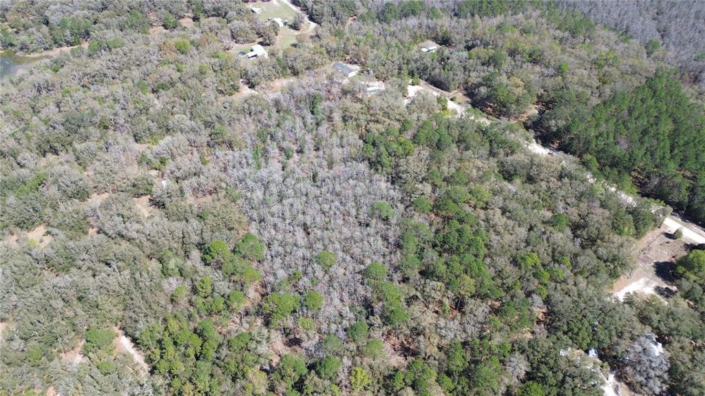 Southwest Buffalo Court Fort White, FL 32038 - Photo 9 of 11 a view of a forest with a tree