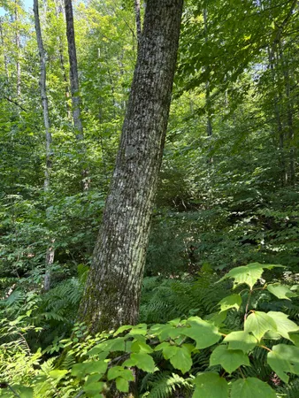 $242,000 | Plains Road, Salisbury, VT 05769