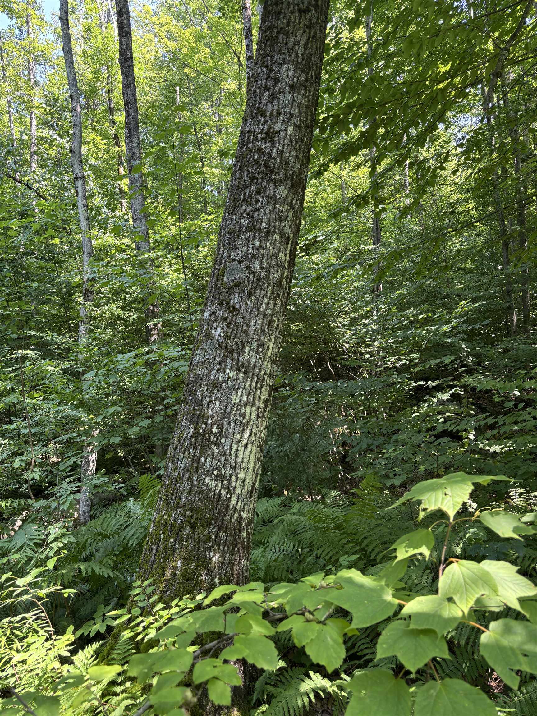 Plains Road Salisbury, VT 05769 - Photo 4 of 8