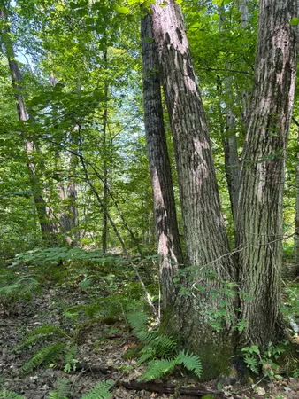 $242,000 | Plains Road, Salisbury, VT 05769