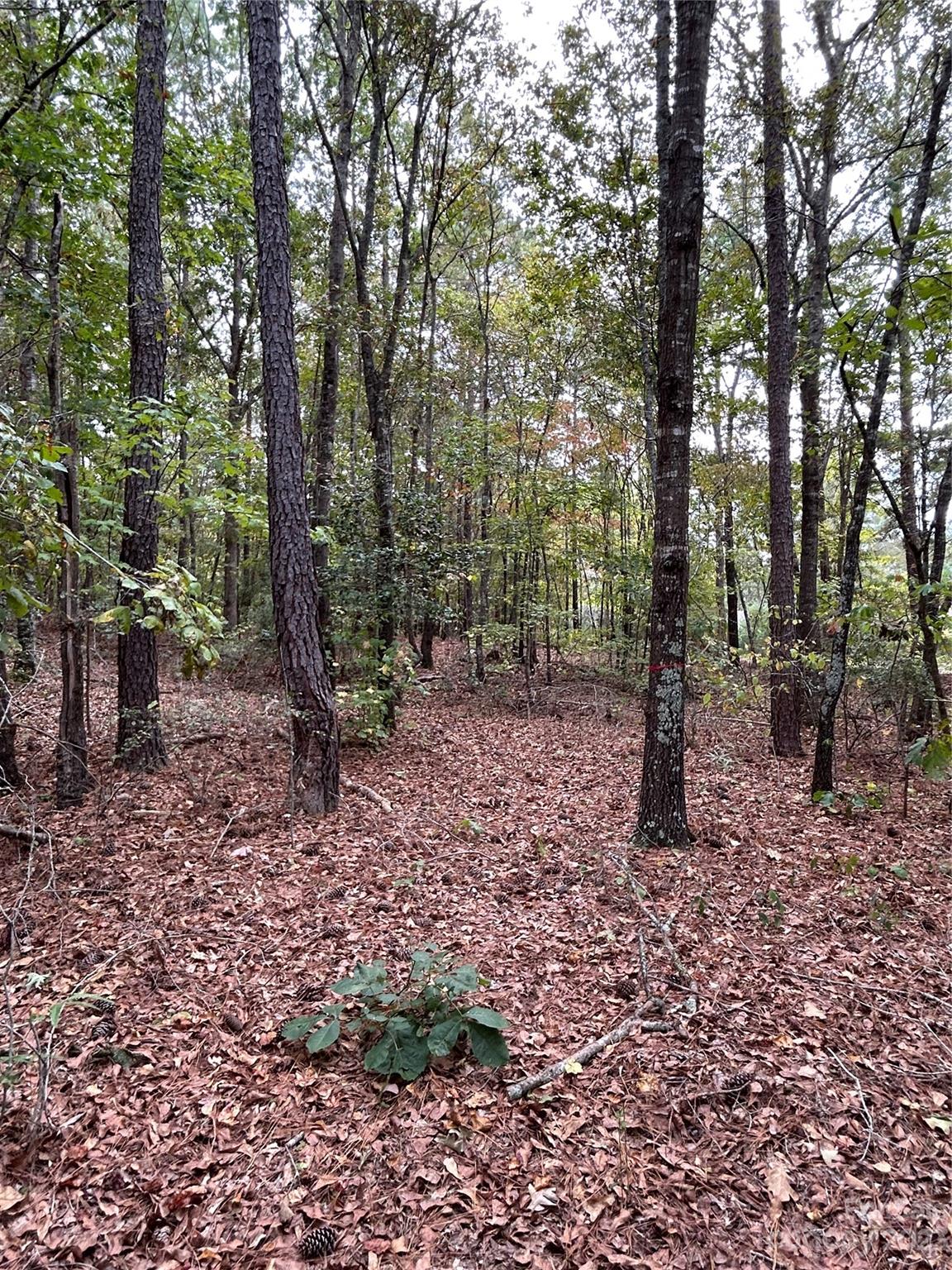 58 North State Lane, Unit 58 Rockingham, NC 28379 - Photo 4 of 5 a view of a forest filled with trees