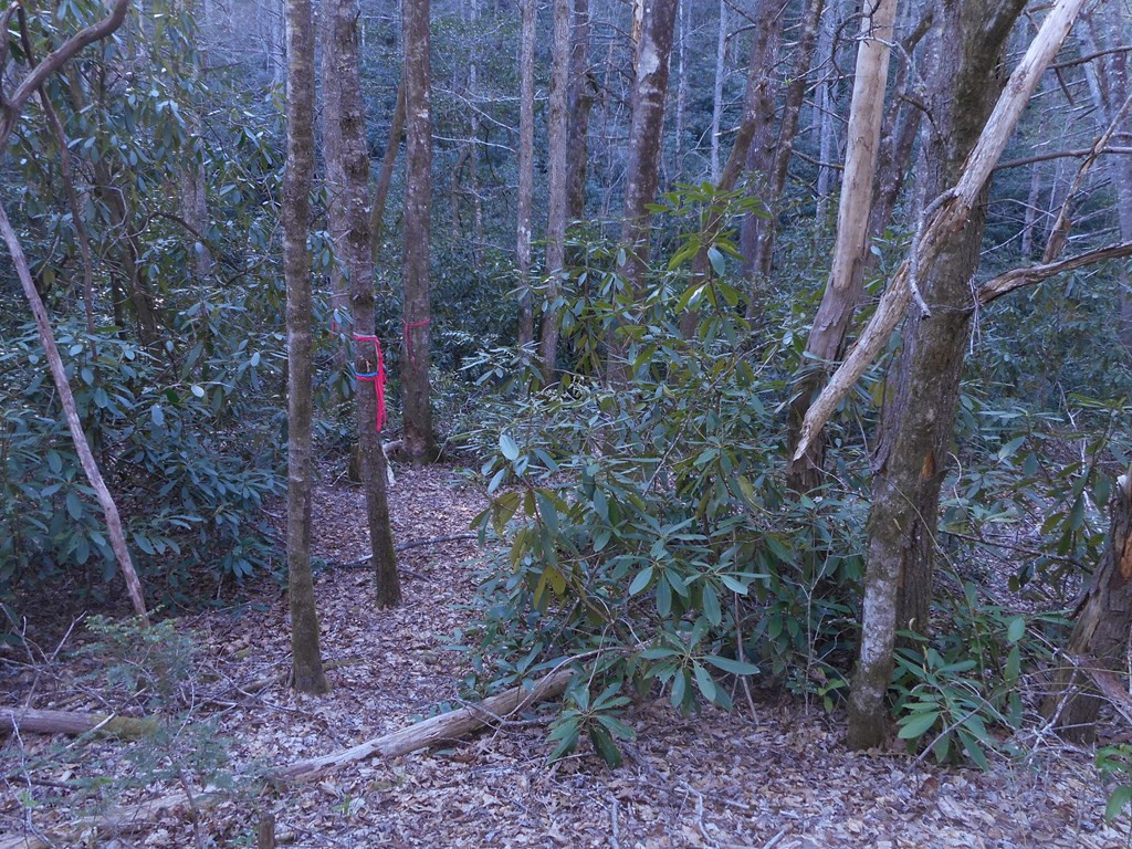 0 Snowbird Road Robbinsville, NC 28771 - Photo 6 of 6 Gallery Image 6