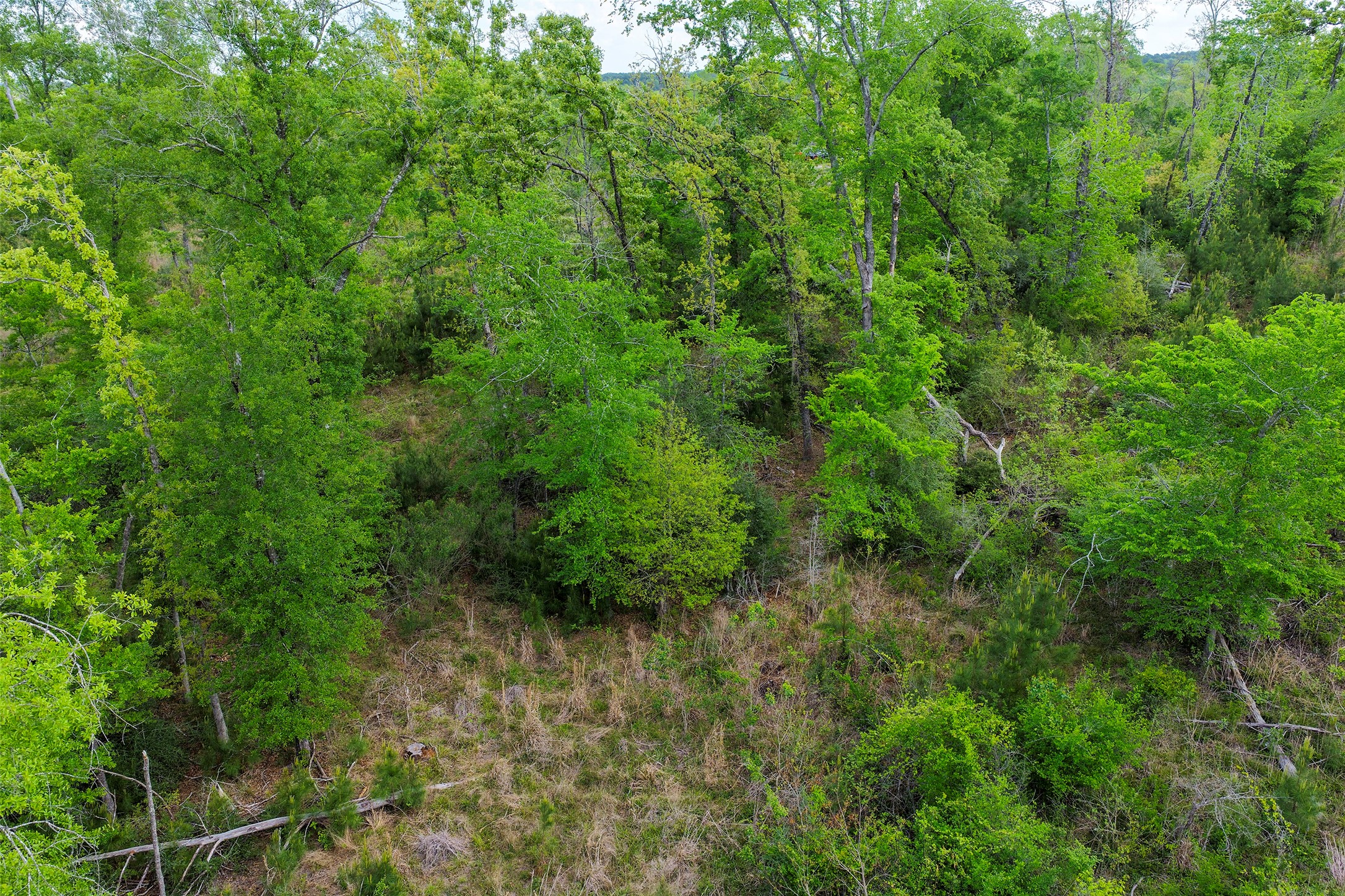 173 Townley Ranch Road Huntsville, TX 77320 - Photo 11 of 14