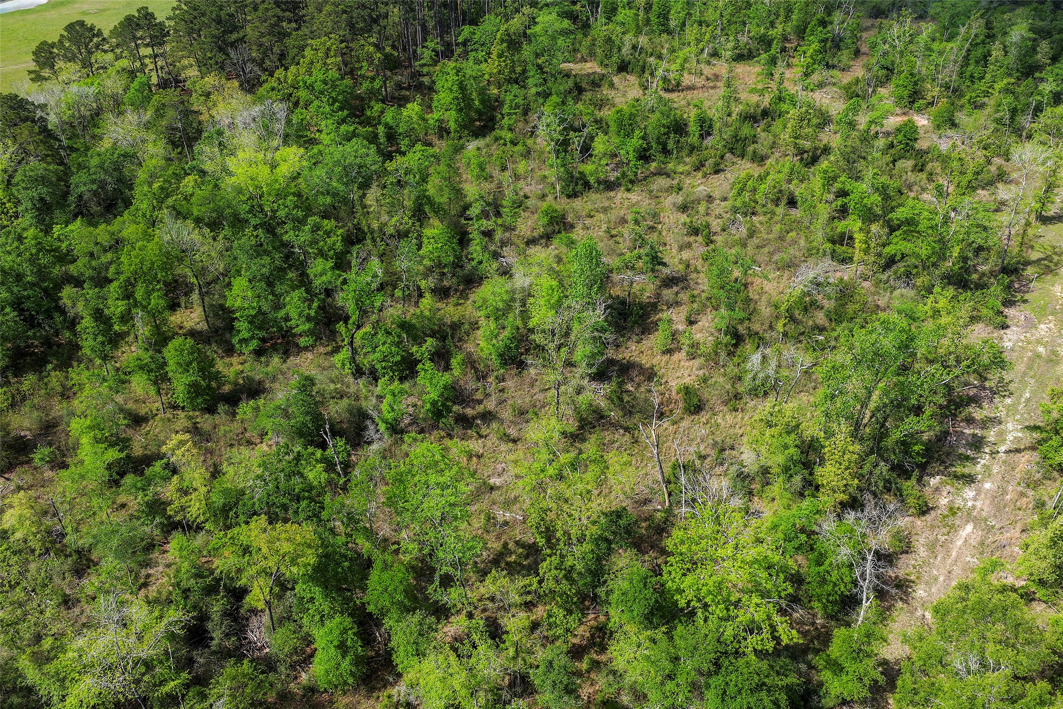 173 Townley Ranch Road Huntsville, TX 77320 - Photo 14 of 14