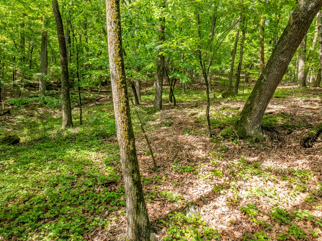 3.65-ac 3.65-ac Emory Stephens Road Murrayville, GA 30564 - Photo 8 of 22