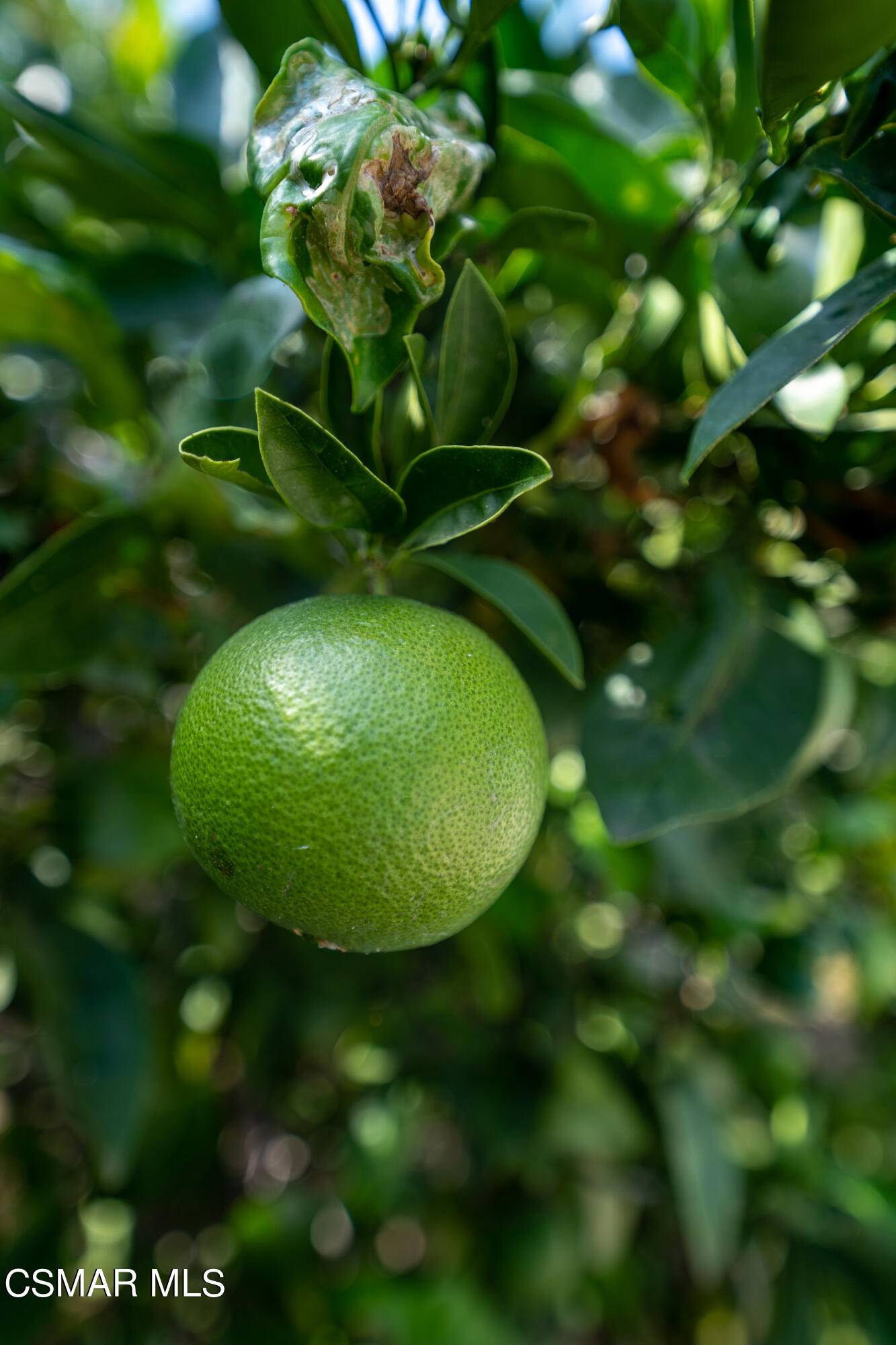 2835 Corte Caballos Camarillo, CA 93010 - Photo 31 of 35 a view of a plant