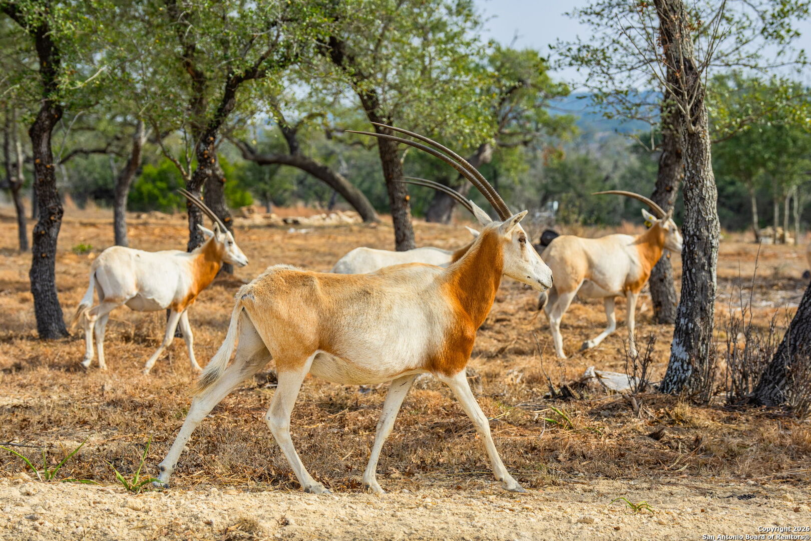Lot 34 Great Sky Ranch Kerrville, TX 78028 - Photo 15 of 20 a view of outdoor space yard and patio