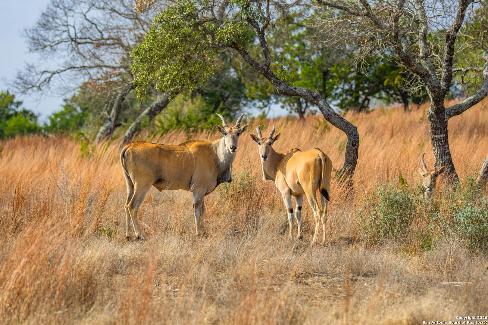 Lot 34 Great Sky Ranch Kerrville, TX 78028 - Photo 5 of 20 a view of outdoor space with a lake view