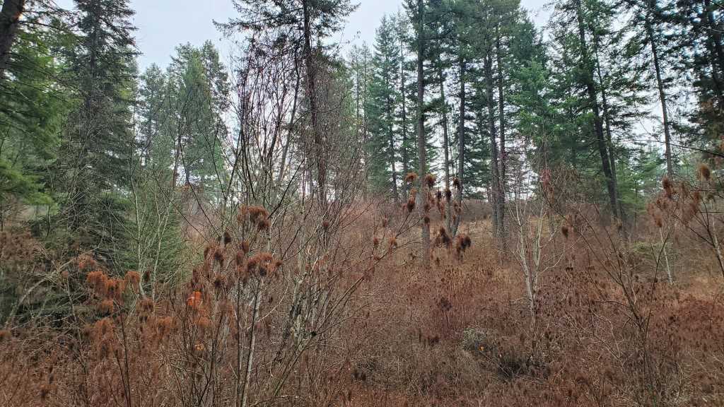 16-xxx East Cooper Road Mead, WA 99021 - Photo 5 of 16