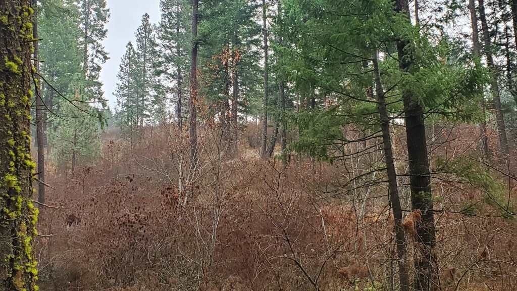 16-xxx East Cooper Road Mead, WA 99021 - Photo 8 of 16