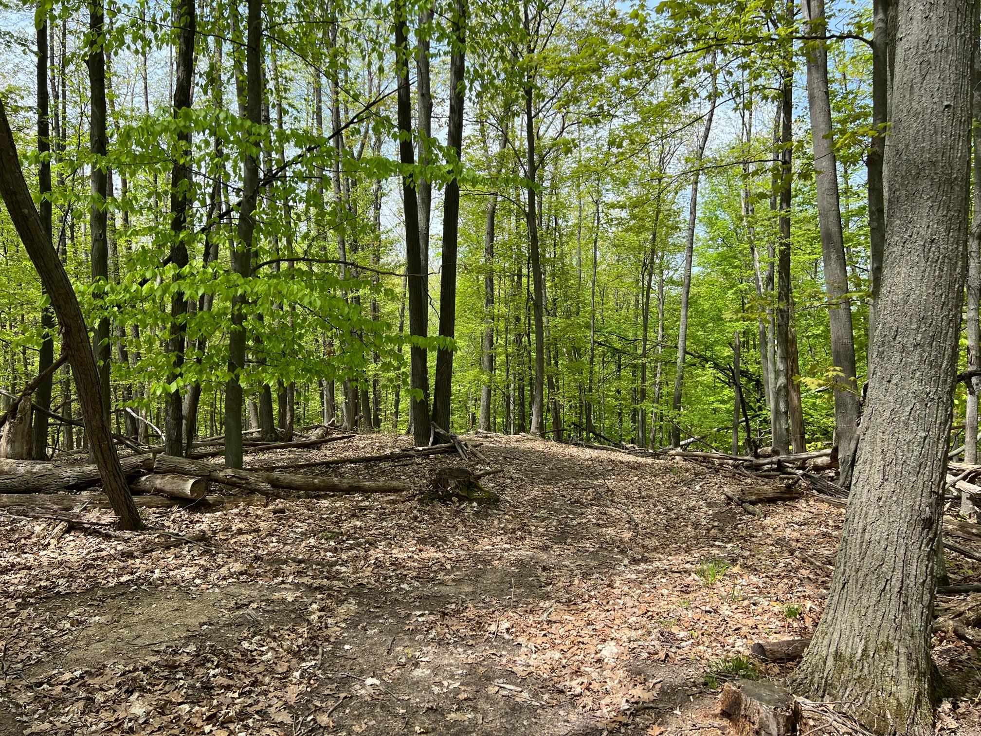 0 Prouty Road Traverse City, MI 49686 - Photo 22 of 40