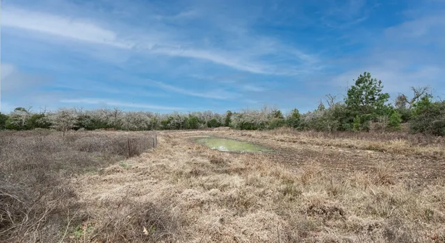 a view of a forest filled with trees