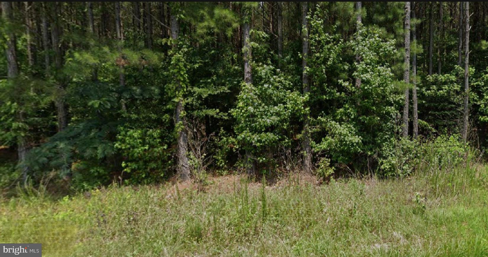 1515 Fiddlers Road Emporia, VA 23847 - Photo 7 of 7 a view of a lush green forest
