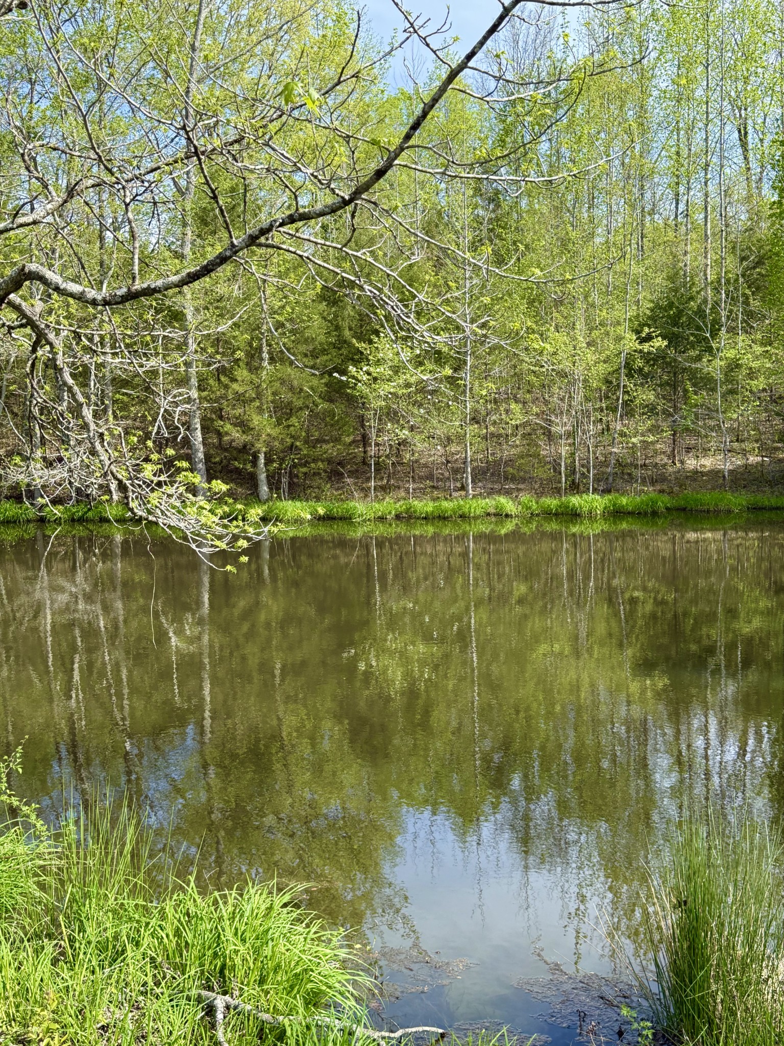 562 Junus Jackson Hollow Road Minor Hill, TN 38473 - Photo 11 of 73