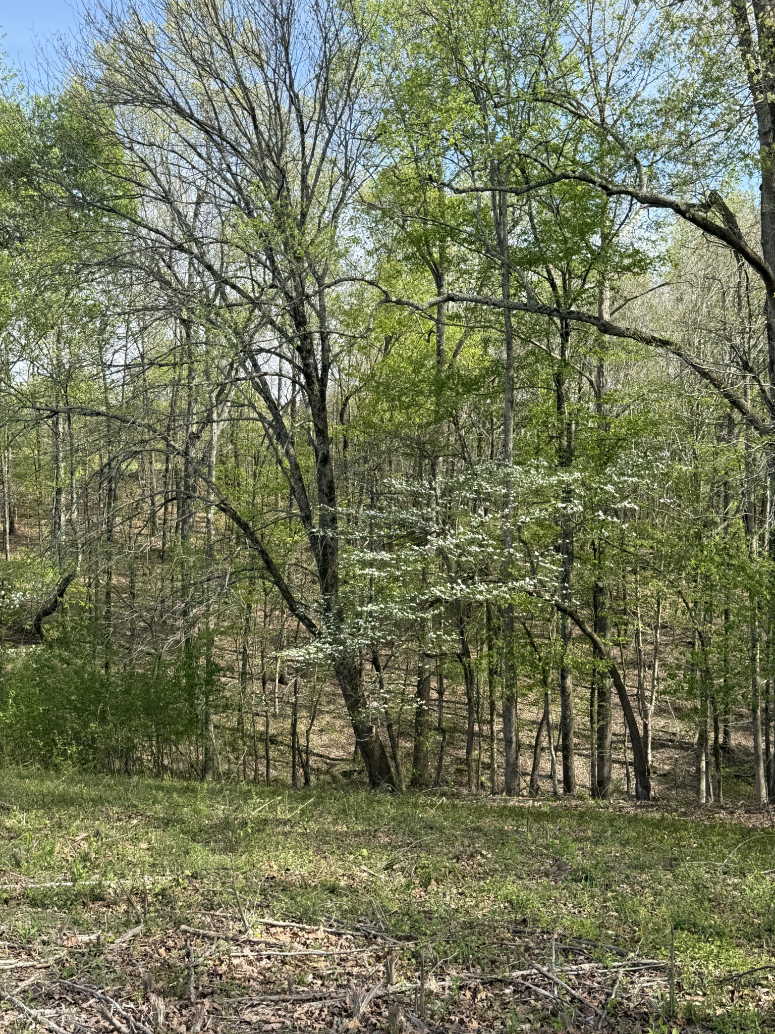 562 Junus Jackson Hollow Road Minor Hill, TN 38473 - Photo 27 of 73