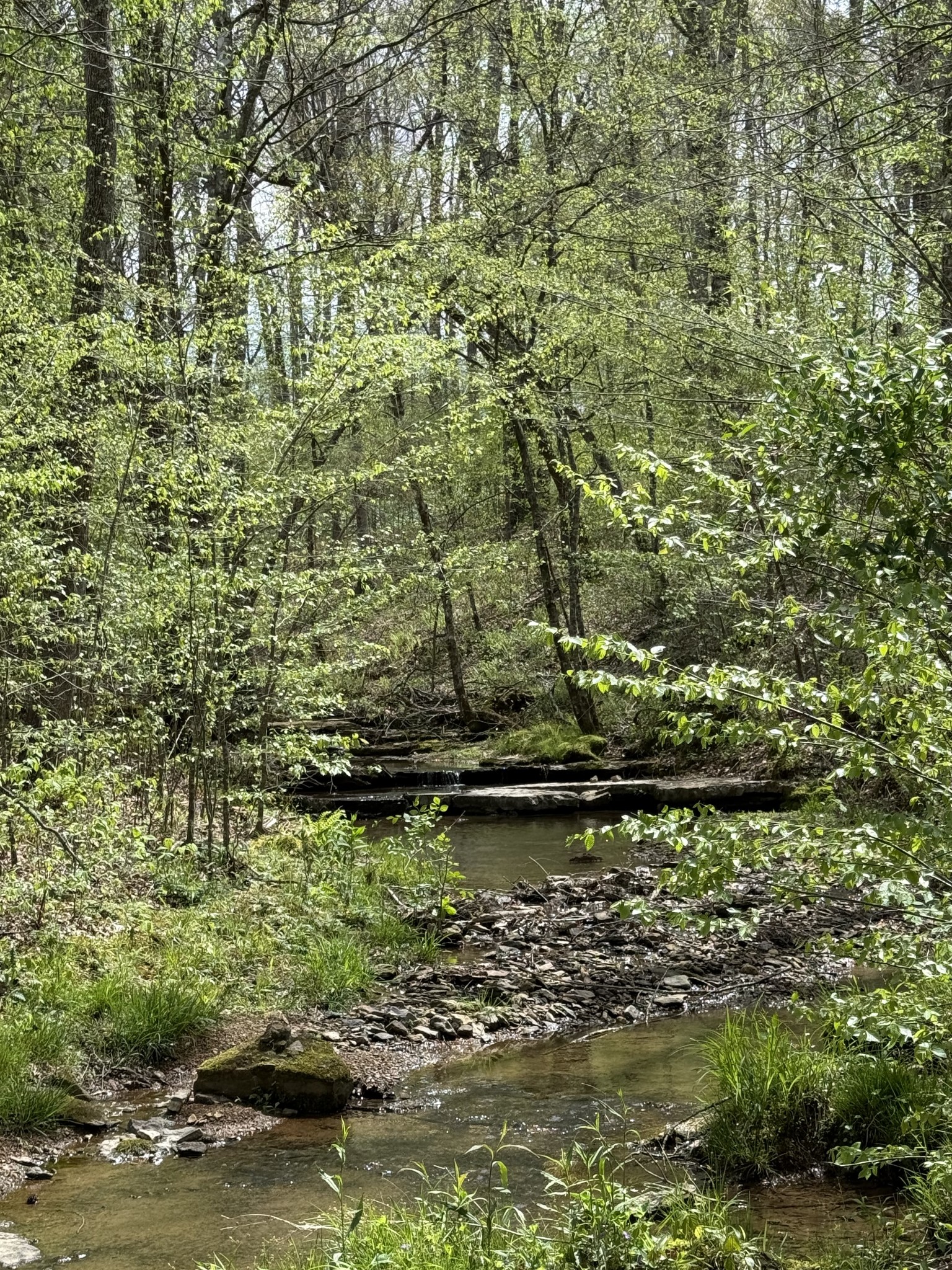 562 Junus Jackson Hollow Road Minor Hill, TN 38473 - Photo 5 of 73