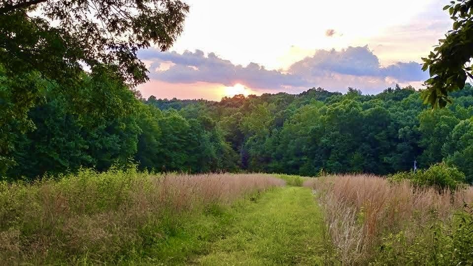 562 Junus Jackson Hollow Road Minor Hill, TN 38473 - Photo 9 of 73
