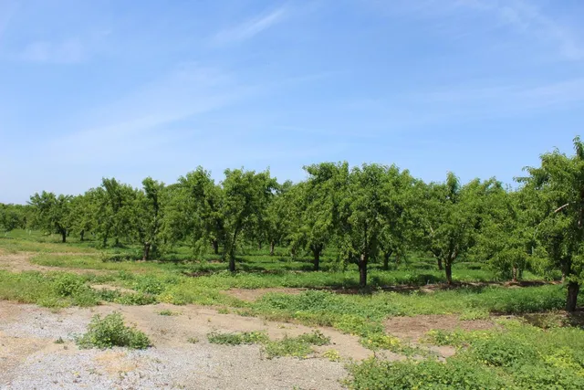 a backyard of a house with lots of green space