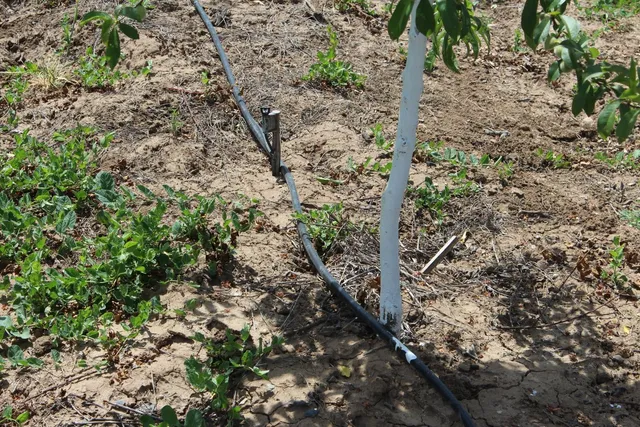 a view of a forest with lots of trees