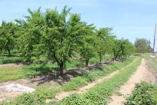 a view of a street with a yard and large trees