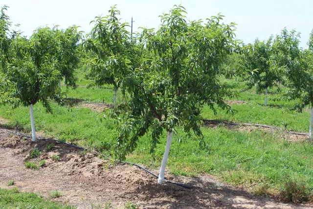 a view of a yard with plants and a tree