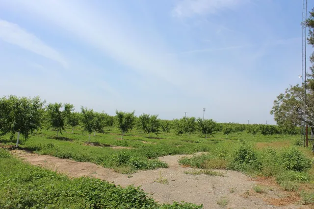 a big yard with lots of green space and deers