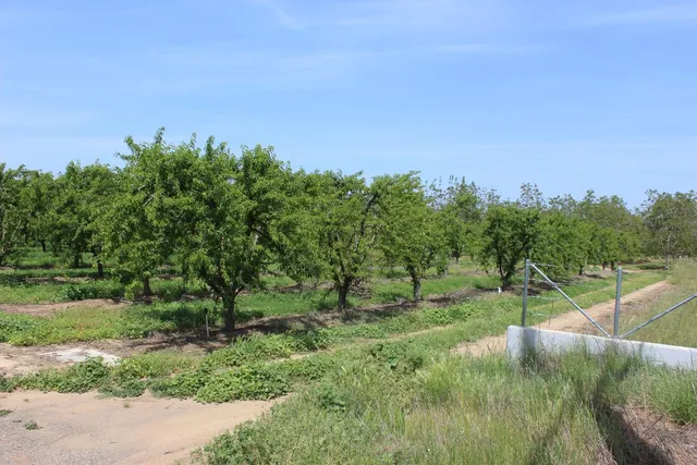 a view of a field with a tree in the background