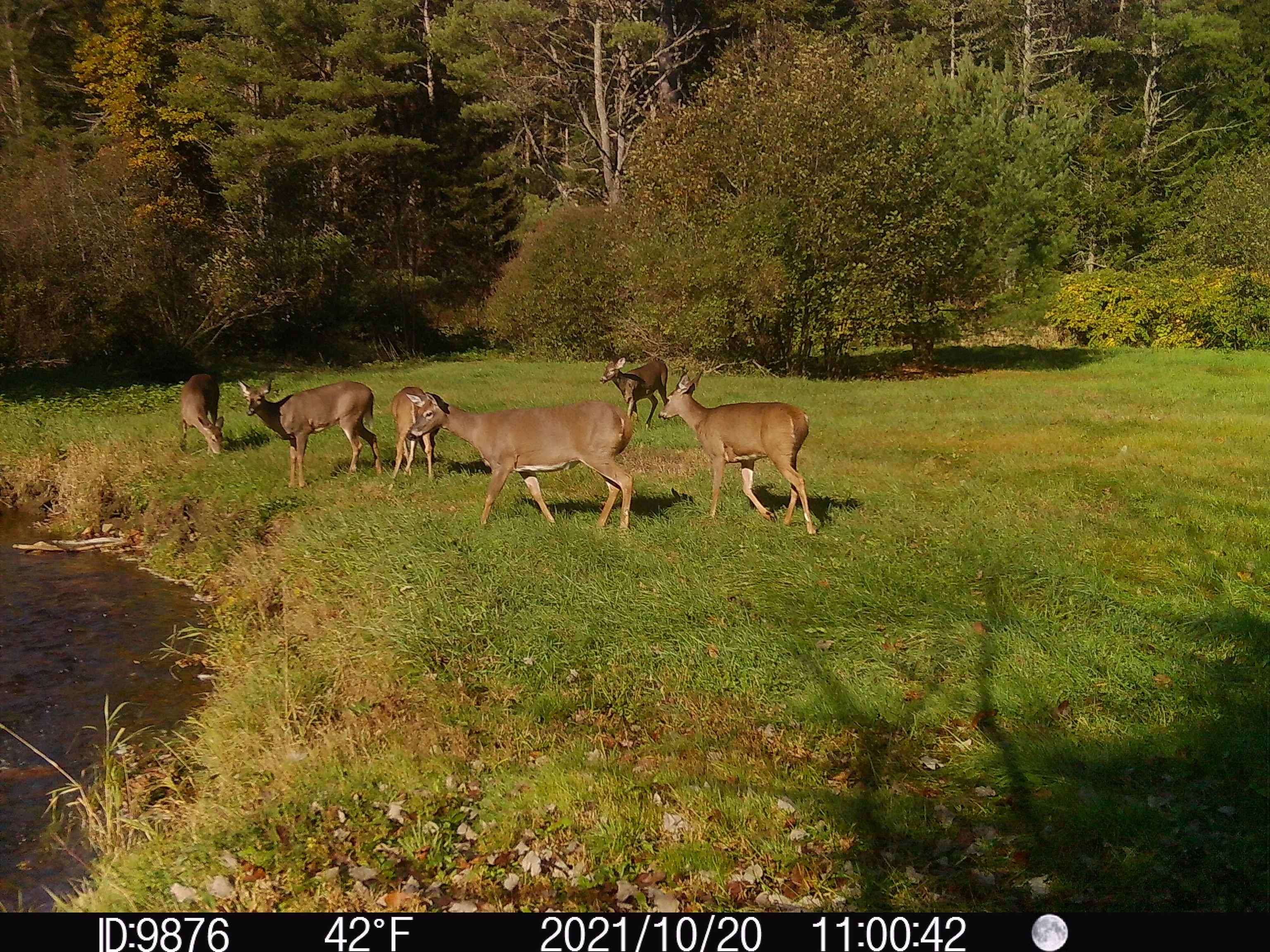 192 Mill Brook Road Landaff, NH 03585 - Photo 51 of 54