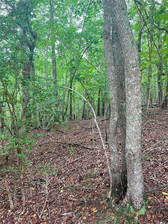 7620 Maple Place Murrayville, GA 30564 - Photo 4 of 6 a view of a forest with trees