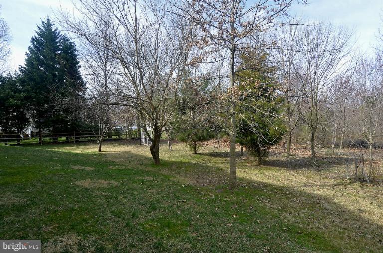 505 Great Falls Road Rockville, MD 20850 - Photo 27 of 30 a view of a tree in a park