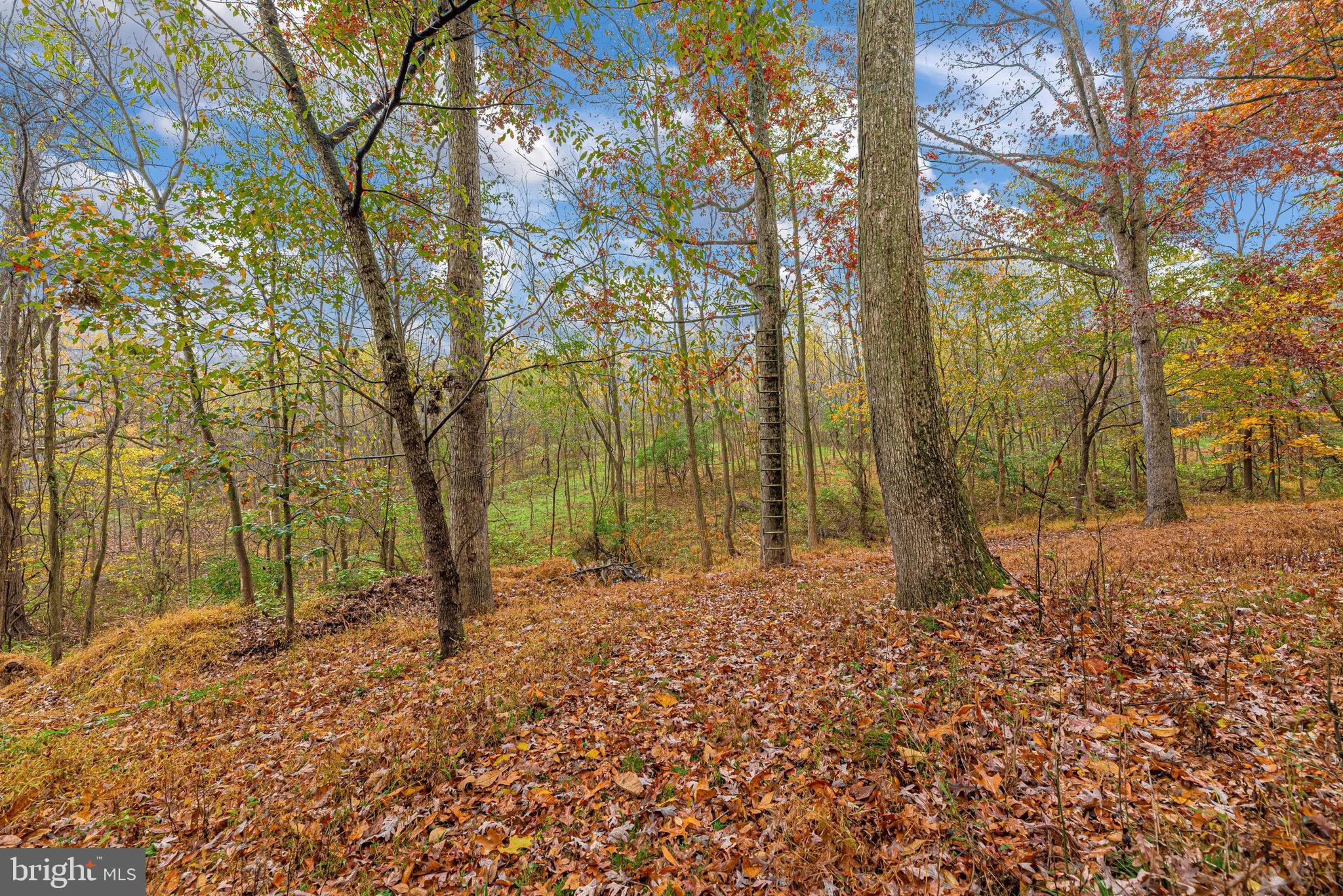 12901 Hessong Bridge Road Thurmont, MD 21788 - Photo 63 of 70 Gallery Image 63