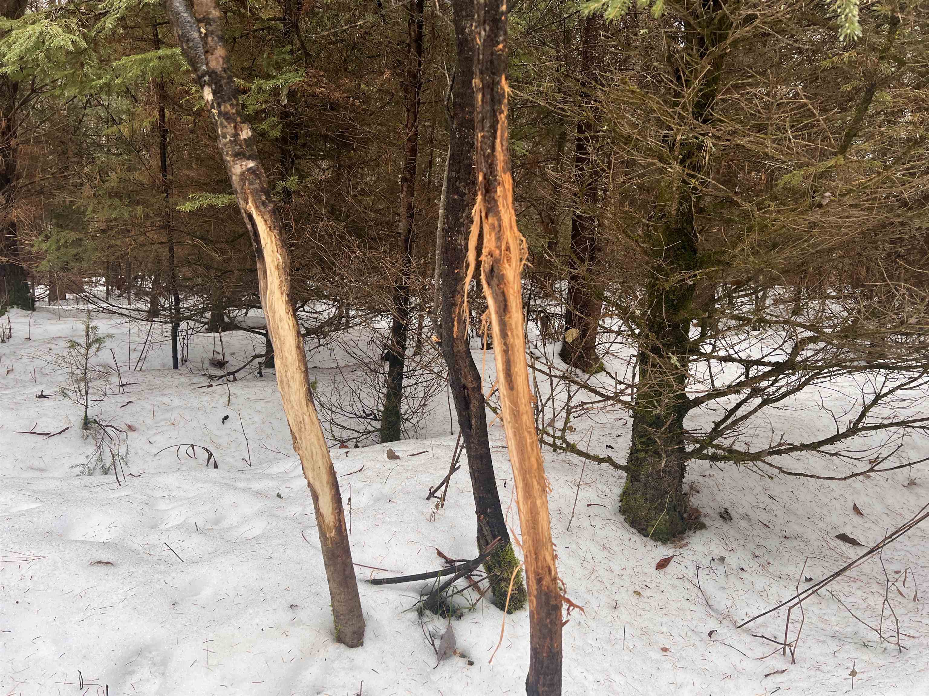 W6657 Right Of Way Road Pembine, WI 54156 - Photo 16 of 22