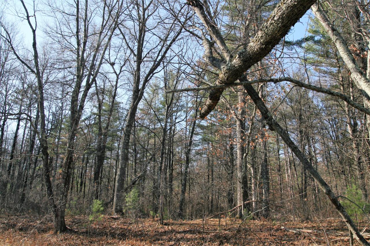 Lot 2 Packers Road Lake Tomahawk, WI 54539 - Photo 6 of 9 Gallery Image 6