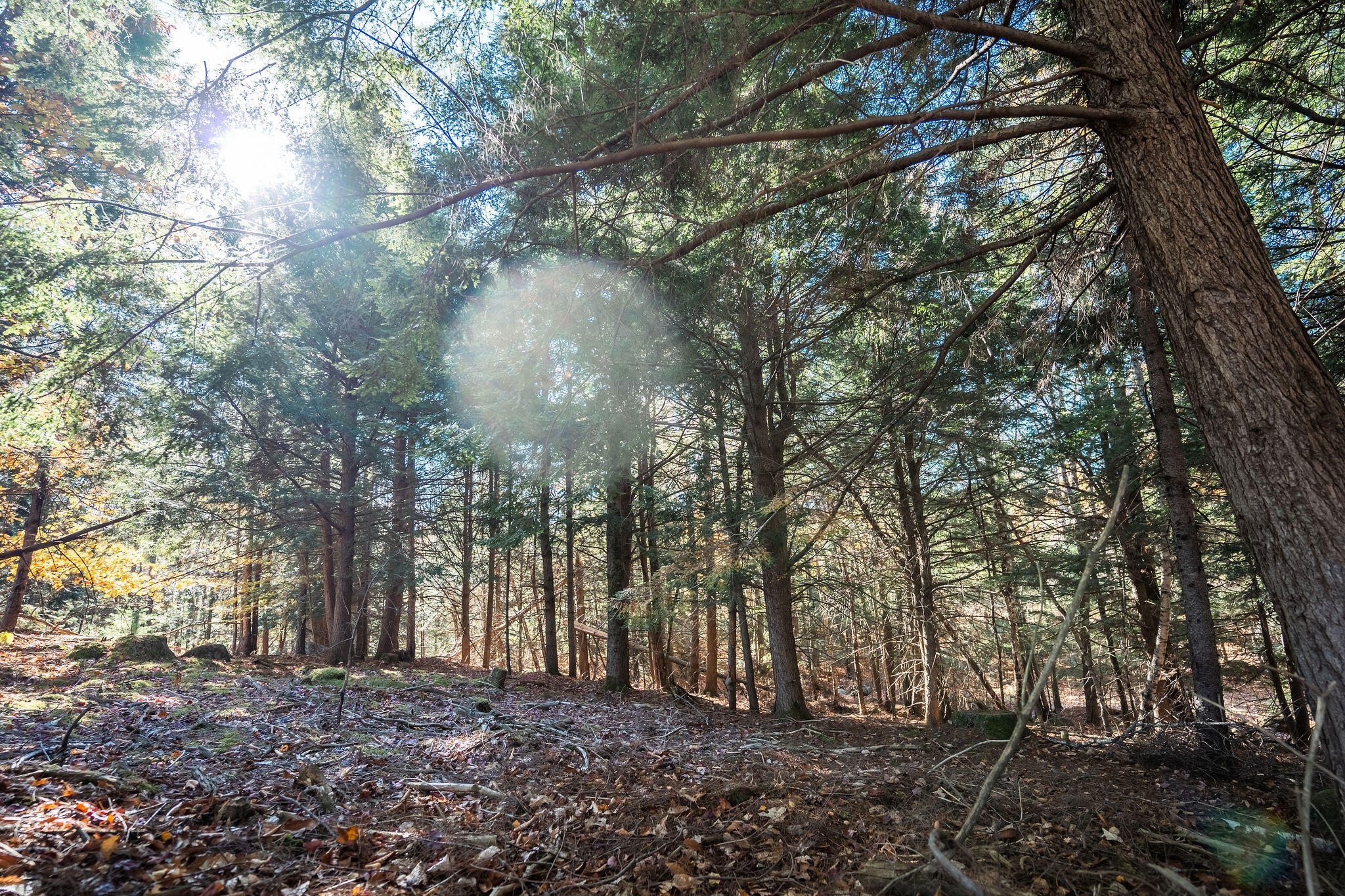 1c Centre Road Wales, ME 04280 - Photo 8 of 29 Wooded hill area