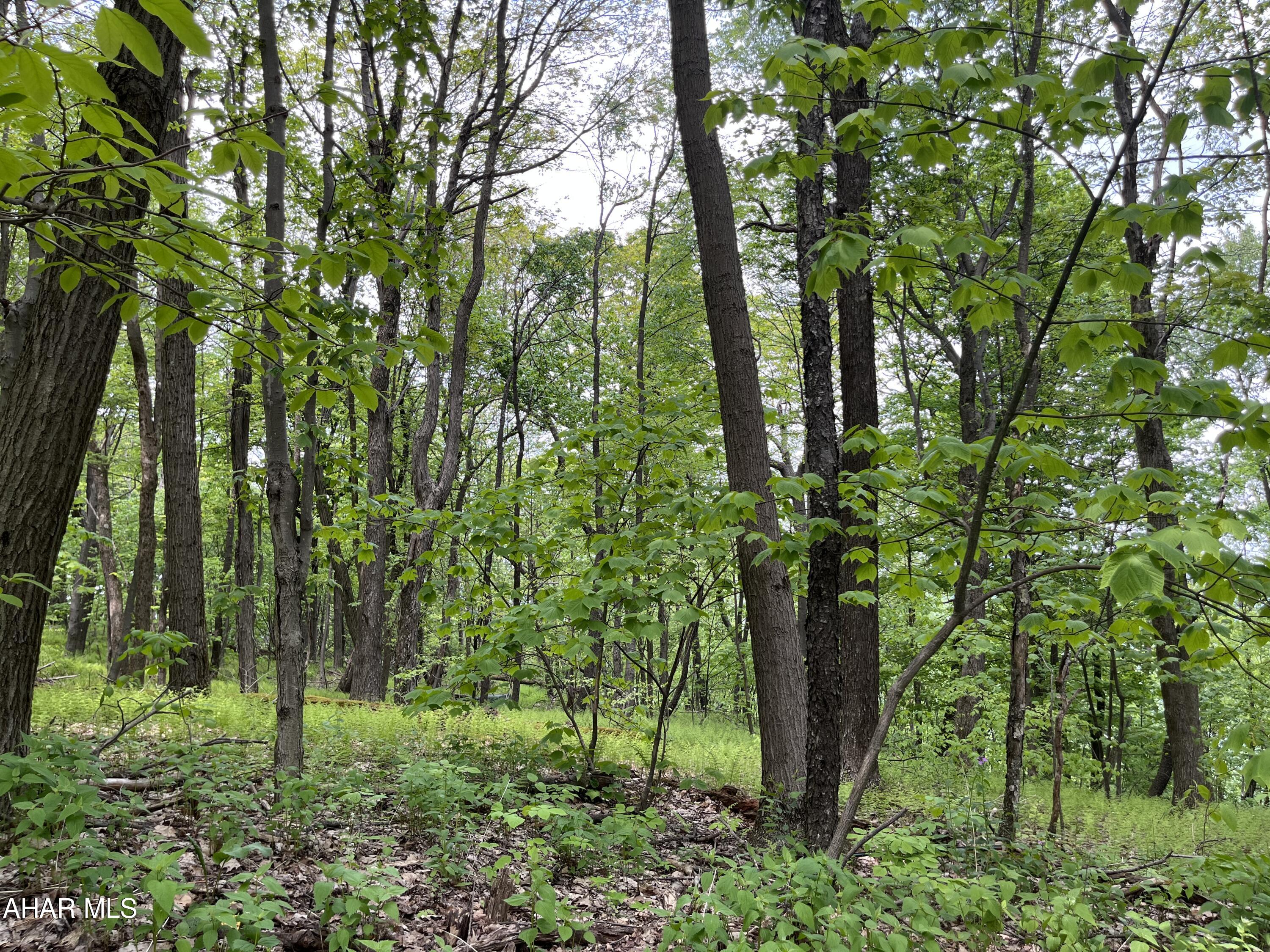 0 Ridge Run Road Claysburg, PA 16625 - Photo 5 of 24