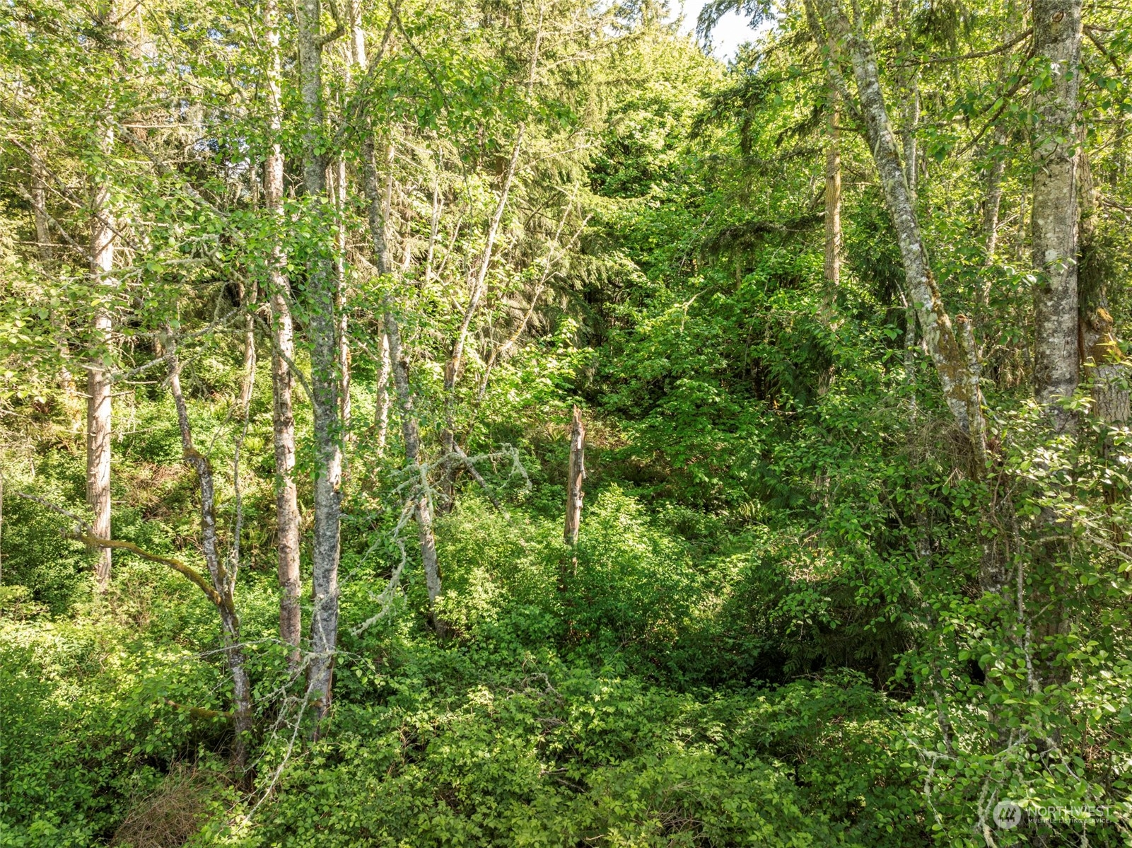 1434 Chicken Coop Road Sequim, WA 98382 - Photo 17 of 25 a view of a lush green forest