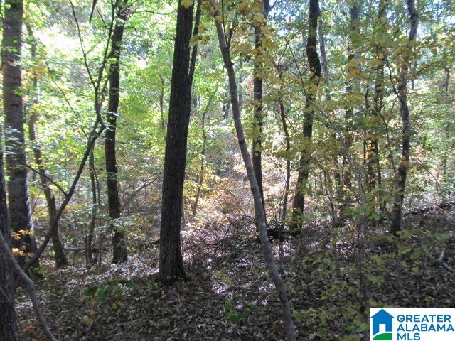 0 Avery Road Oneonta, AL 35121 - Photo 16 of 16
