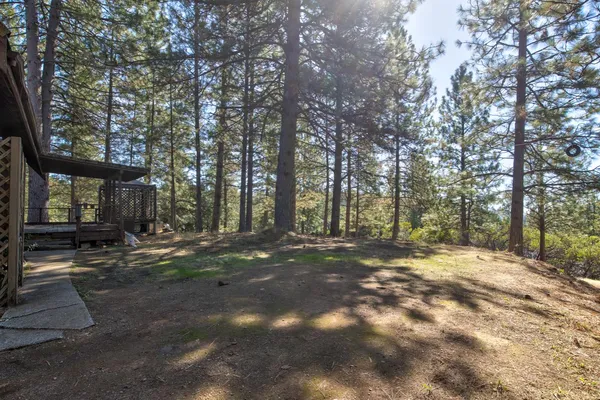 a view of a yard with plants and large trees