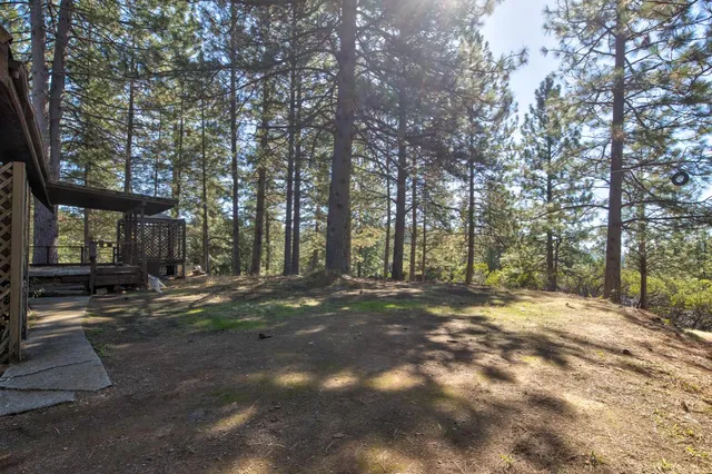 a view of a yard with plants and large trees