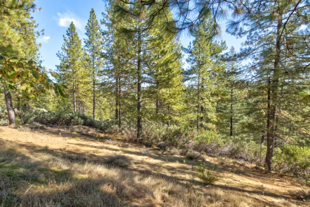 a view of a lush green forest with trees in the background