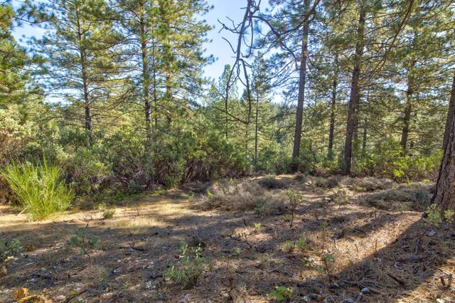 a view of a lush green forest with trees in the background