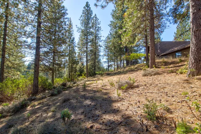 a view of a forest with a tree