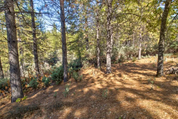 a view of a green field with lots of bushes