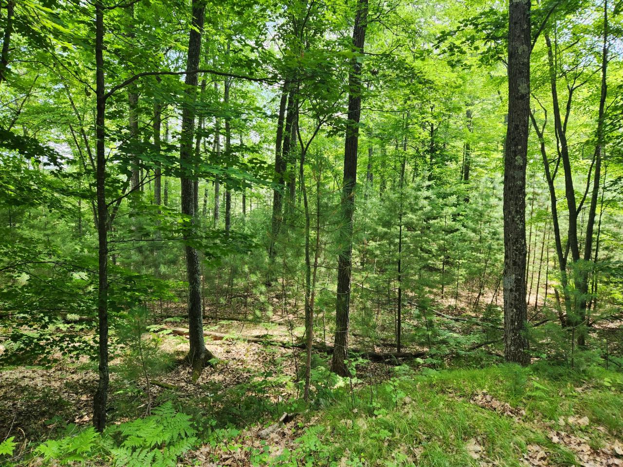Lot On Agawak Road Minocqua, WI 54548 - Photo 1 of 7 Gallery Image 1