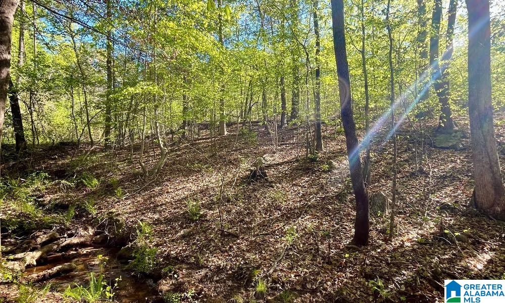 0 Landfill Road, Unit 1 Ashland, AL 36251 - Photo 9 of 15